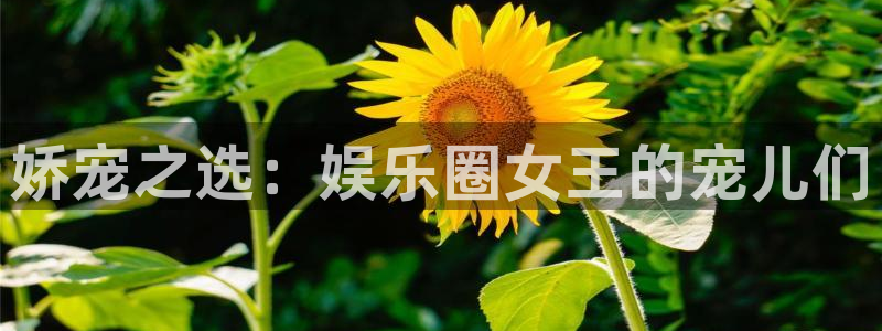 摩根娱乐体育2官网入口：娇宠之选：娱乐圈女王的宠儿们