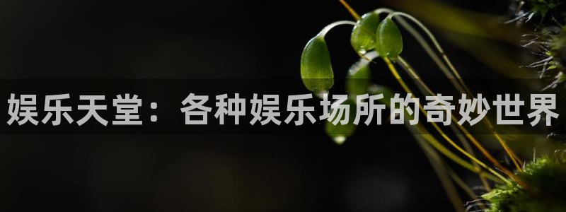 摩根娱乐体育凯捷登陆：娱乐天堂：各种娱乐场所的奇妙世界
